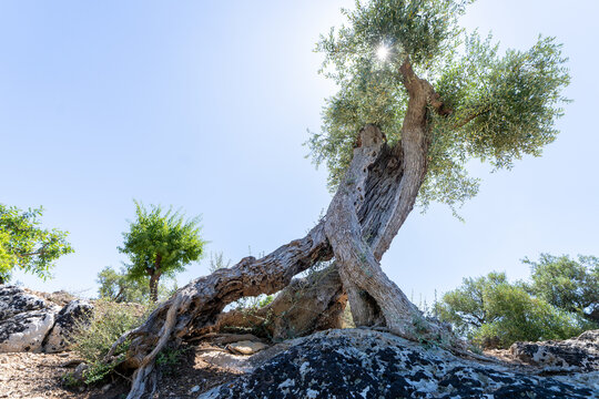 Ancient olive tree growing from limestone rock with twisted trunk in Puglia, Italy