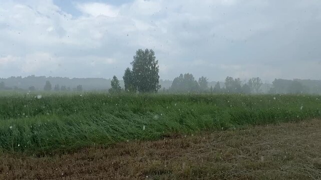Severe storm with heavy rain, hail and strong wind bending trees and grass, dramatic weather nature scene, rainfall wall and dark sky, climate change and elements.