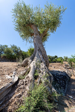 Ancient olive tree roots gripping limestone rock in Puglia, Italy