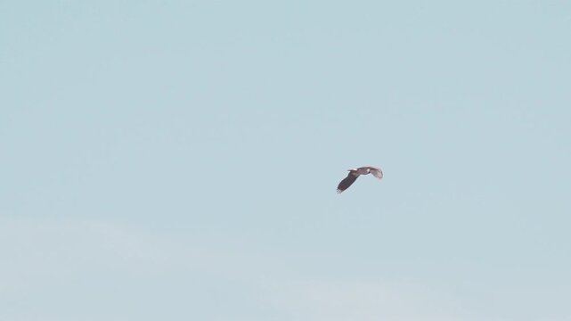 Northern Lapwing (Vanellus vanellus). Northern Lapwing in flight against a blue sky.