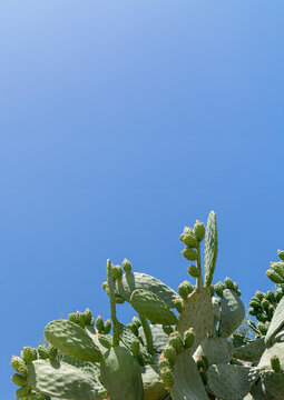 Prickly pear cactus with fruit against clear blue sky in Mediterranean garden