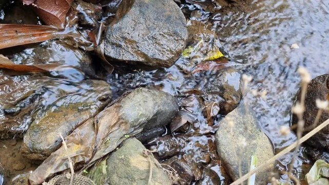 Small water flow in irrigation for the rice field