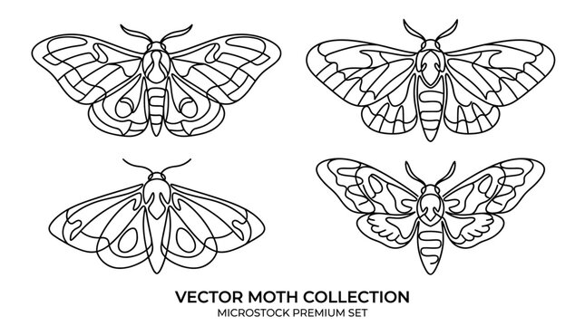 A delicate line art illustration collection of four moths in various poses showcasing their wings and bodies in a detailed single line drawing style.