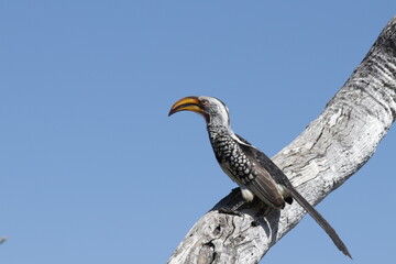 Obraz premium Lookout