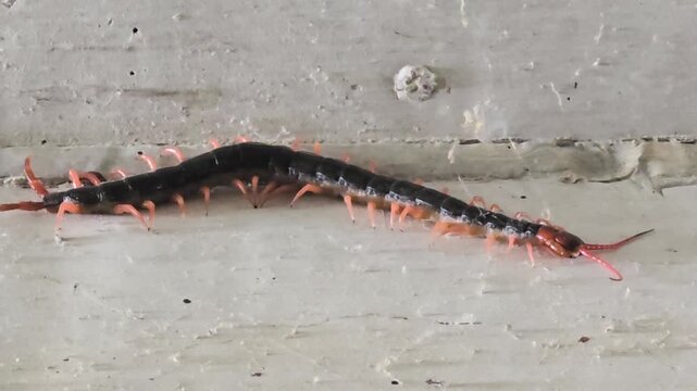 
4K Macro shot of a giant Chinese red-headed centipede (Scolopendra subspinipes) crawling on a concrete 