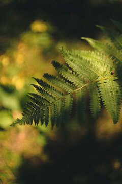 fern, plant, leaf, nature, forest, leaves, flora, frond, bracken, tree, texture, garden, botany, pattern, spring, summer, foliage, green, growth, closeup, detail, macro, abstract, close-up, branch, mi