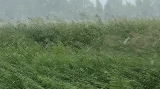 Severe storm with heavy rain, hail and strong wind bending trees and grass, dramatic weather nature scene, rainfall wall and dark sky, climate change and elements.