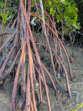 Close up of mangrove tree prop roots in muddy coastal water. Reddish brown roots, green leaves, barnacles attached, wetland ecosystem. Natural environment, coastal forest background.
