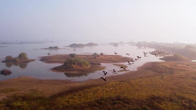 demoiselle cranes flying over wetland landscape at sunrise in gujarat india