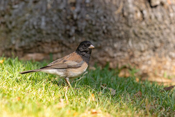 junko zwyczajny (Junco hyemalis) © Grzegorz