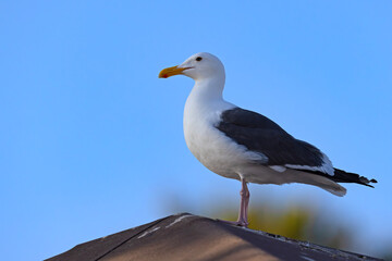 mewa zachodnia (Larus occidentalis) © Grzegorz