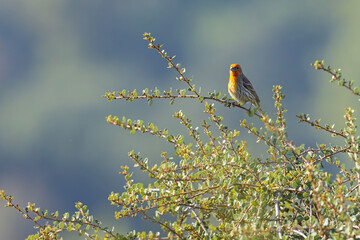 dziwuszka ogrodowa (Haemorhous mexicanus) © Grzegorz