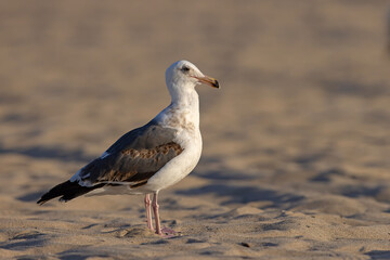 mewa zachodnia (Larus occidentalis) © Grzegorz