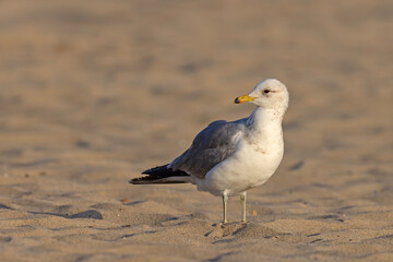 mewa zachodnia (Larus occidentalis) © Grzegorz