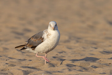 mewa zachodnia (Larus occidentalis) © Grzegorz