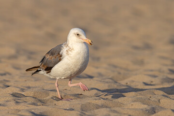 mewa zachodnia (Larus occidentalis) © Grzegorz