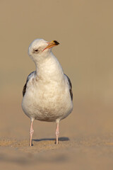 mewa zachodnia (Larus occidentalis) © Grzegorz