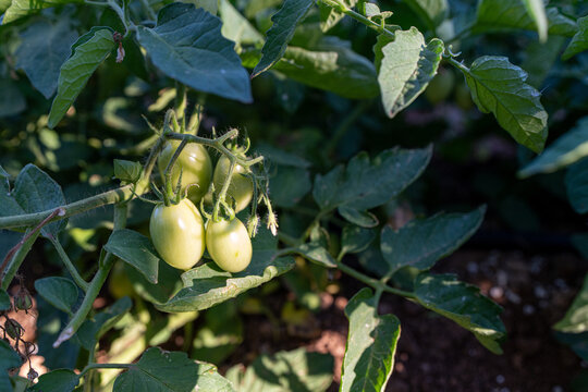 Unripe green tomatoes growing on vine in Italian garden