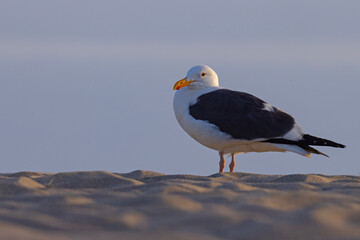 mewa zachodnia (Larus occidentalis) © Grzegorz
