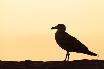mewa zachodnia (Larus occidentalis) © Grzegorz
