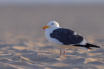 mewa zachodnia (Larus occidentalis) © Grzegorz