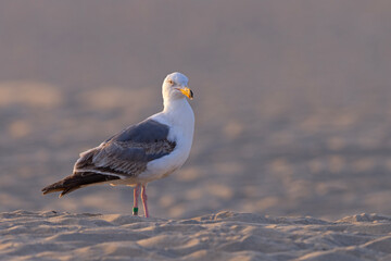 mewa zachodnia (Larus occidentalis) © Grzegorz