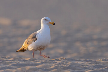 mewa zachodnia (Larus occidentalis) © Grzegorz