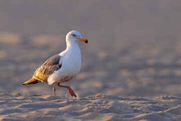 mewa zachodnia (Larus occidentalis) © Grzegorz