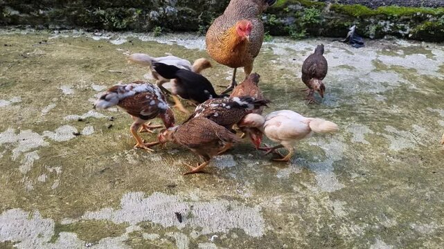A group of chickens eating rice in the yard