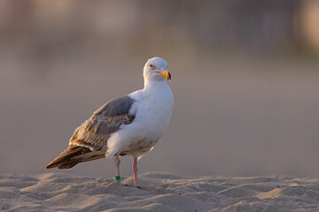 mewa zachodnia (Larus occidentalis) © Grzegorz