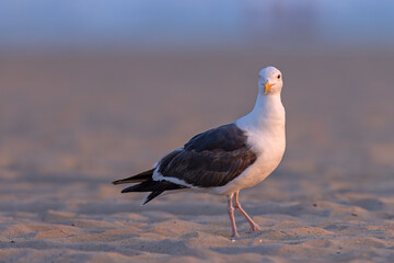 mewa zachodnia (Larus occidentalis) © Grzegorz