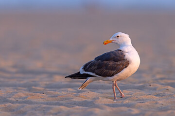 mewa zachodnia (Larus occidentalis) © Grzegorz