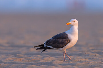 mewa zachodnia (Larus occidentalis) © Grzegorz