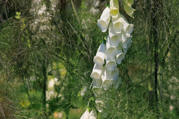 Flowers foxglove hang from green plants in a garden during a sunny day © ir1ska