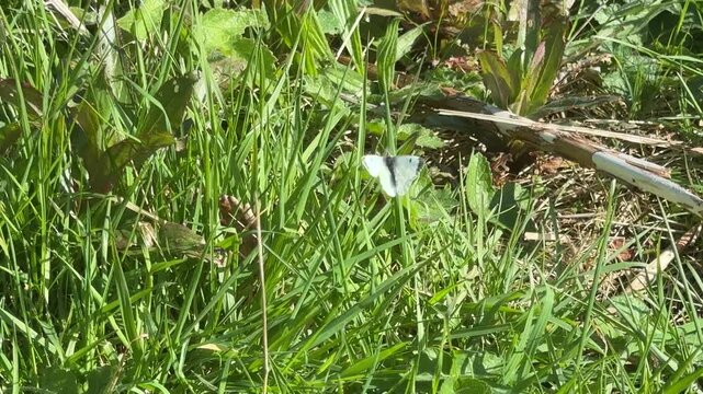 Small white butterfly insect on grass in England summer UK 4K