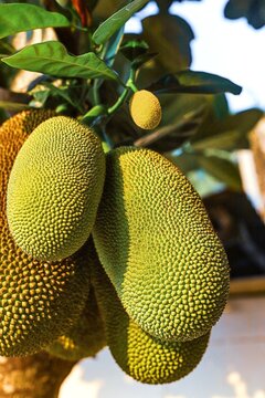 buah cempedak segar