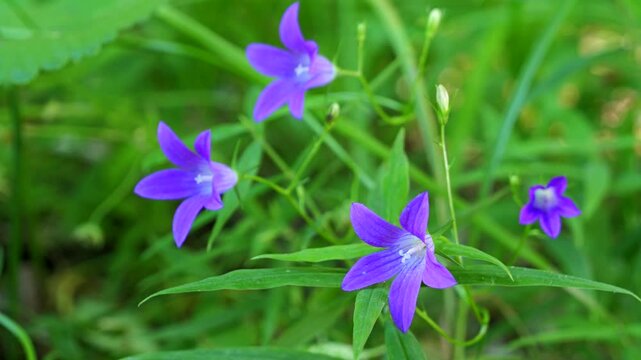 Beautiful blue flowers in summer forest. (Campanula patula). Close up view.