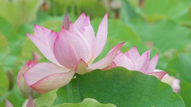 雨に濡れるハス