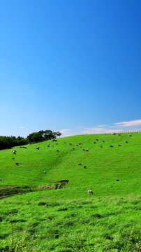 900草原　牛の放牧