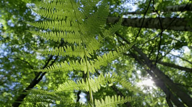 Fern Leaf growth wild in the forest, blowing by the wind.