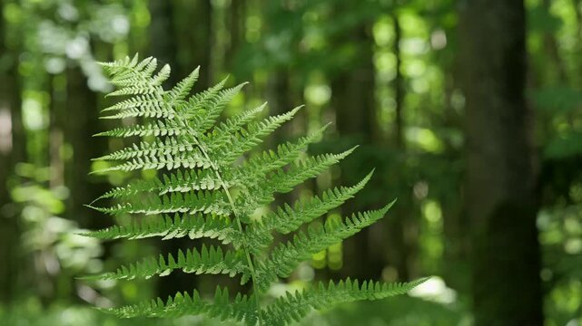 Fern Leaf growth wild in the forest, blowing by the wind.