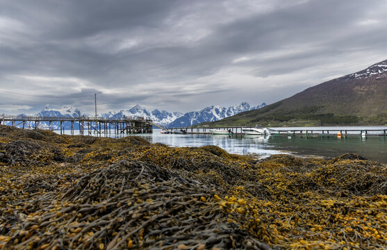 Brown algae on the coast of Norway during low tide ( Rotsund, Troms County )