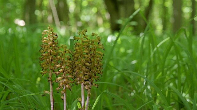 Rare forest flowers endangered in the summer woods. (Neottia nidus-avis).