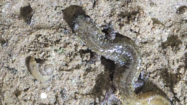 
Close-up Macro Shot of a Salamander Breathing and Moving in the Dirt#007

