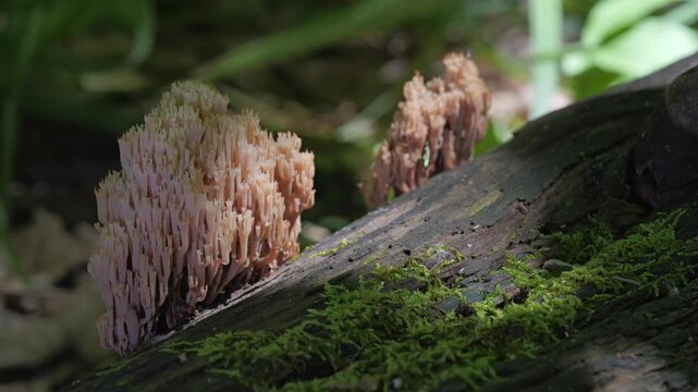 Edible mushrooms (Artomyces pyxidatus) growing on a tree mossy trunk in the summer forest.