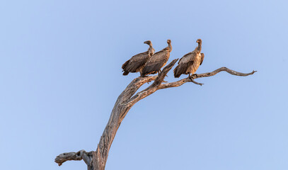 Fototapeta premium White backed vultures searching for food, in the Makgadikgadi Pans National Park, Botswana, Africa