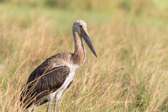 Juvenile Saddle Billed Stork in the Moremi Game Reserve, Botswana, Africa