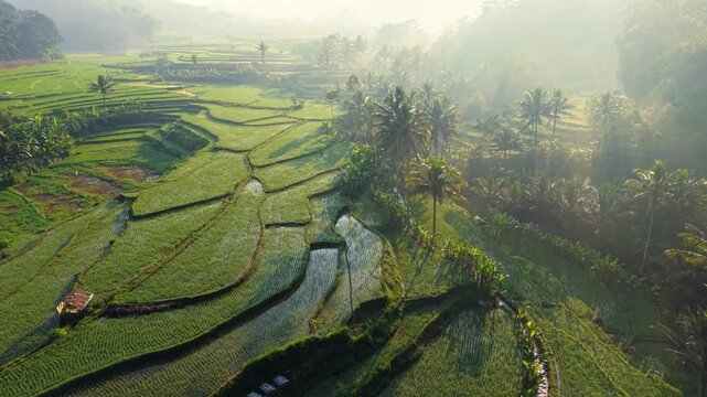 Aerial view of lush green rice terraces with palm trees and morning mist in Selomerto, Central Java, Indonesia.