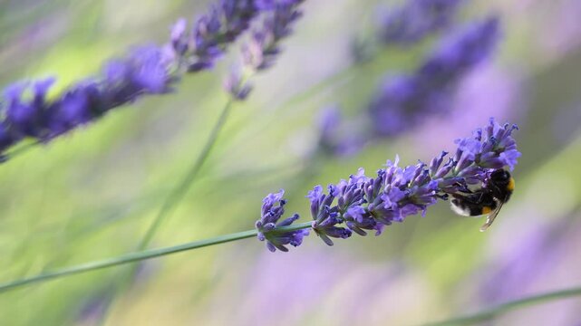 White-tailed bumblebee feeding the nectar of Lavender in summer in a domestic garden and flying away. Bombus lucorum, Prunus avium, Indre-et-Loire 37, r&eacute;gion Centre-Val de Loire, France, Europe