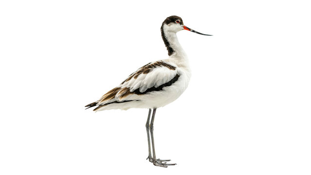 Side profile view of a stunning pied avocet bird standing elegantly with sharp orange beak and long gray legs captured in detailed studio lighting on transparent background